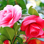 Tsubaki Camellia